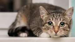 Kocie manipulacje: 5 nieoczywistych sposobów, w jakie kot manipuluje swoim właścicielem