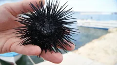 Życie bez głowy: jak jeżowce morskie oszukały naturę i ewolucję